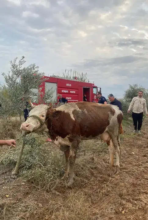 serikte-inek-operasyonu-kanala-dustu-1-saatte-kurtarildi