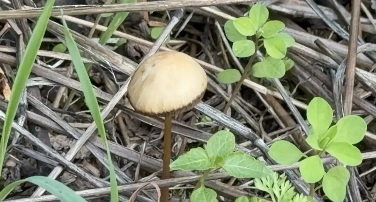 akdeniz-universitesinden-uyari-her-3-mantardan-1i-zehirli-100-tur-hastanelik-ediyor