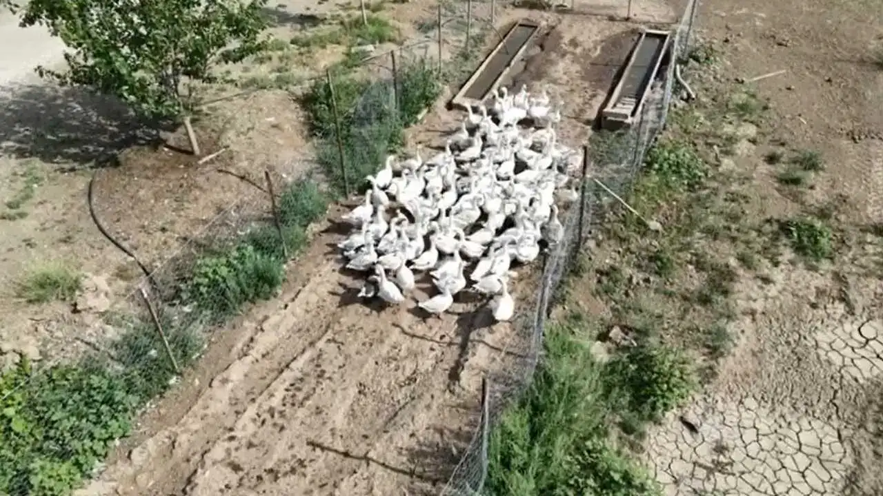 akdenizgercekkarsi-kazlar-2