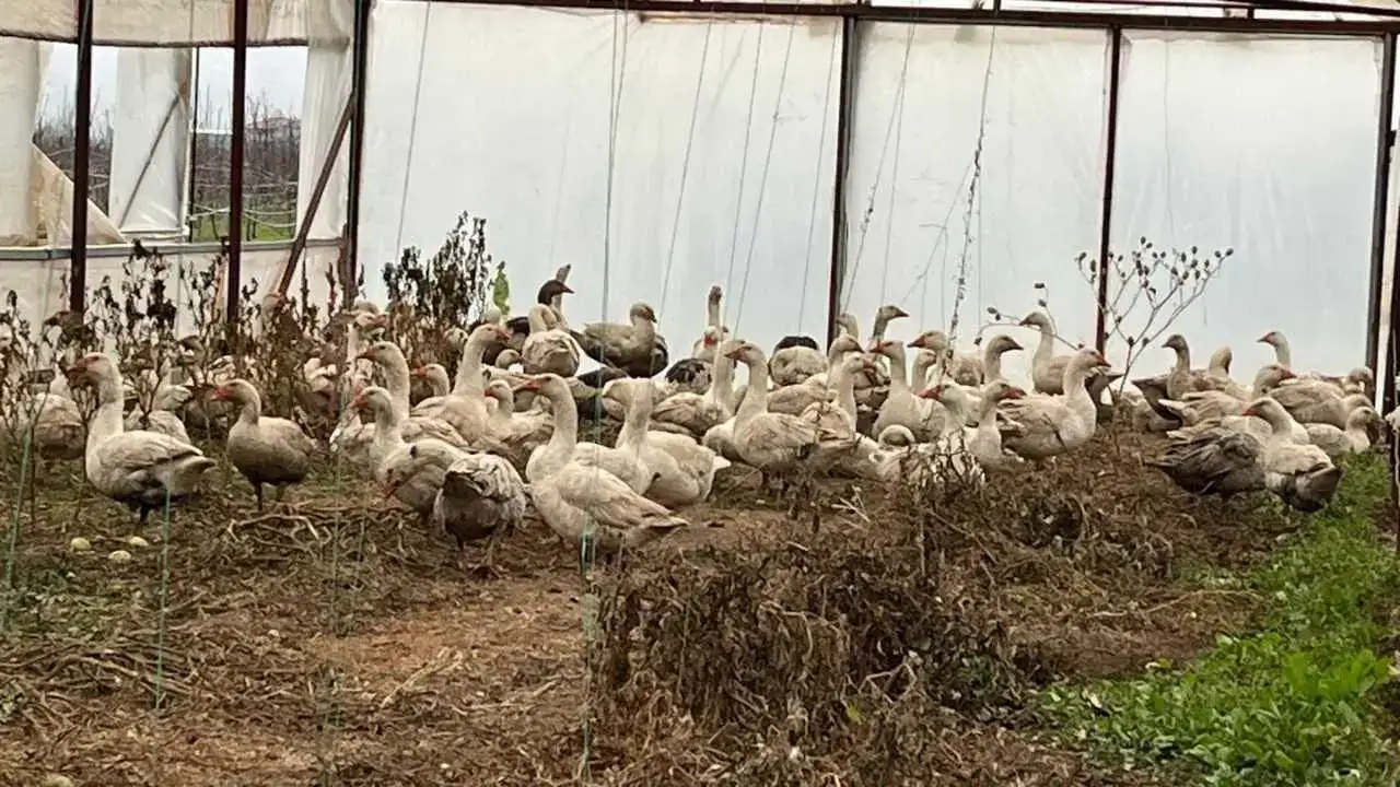 akdenizgercekkarsi-kazlar-3