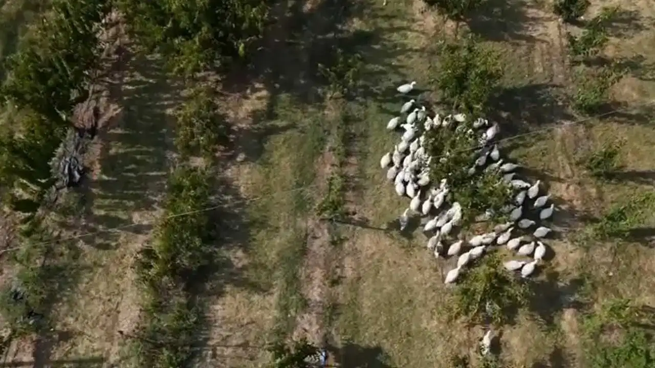 akdenizgercekkarsi-kazlar-4