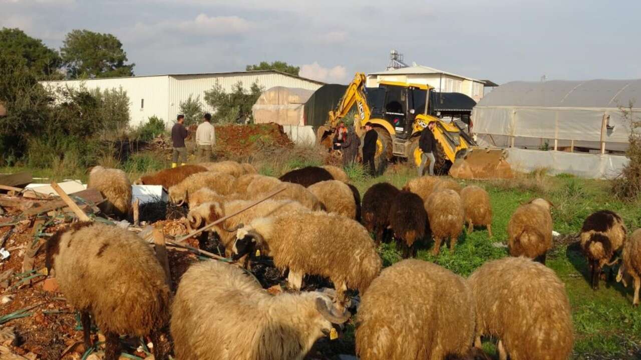 kepezde-gunlerdir-kayip-olan-koyunlar-su-kuyusunda-bulundu-ekipler-tarafindan-kurtarildi