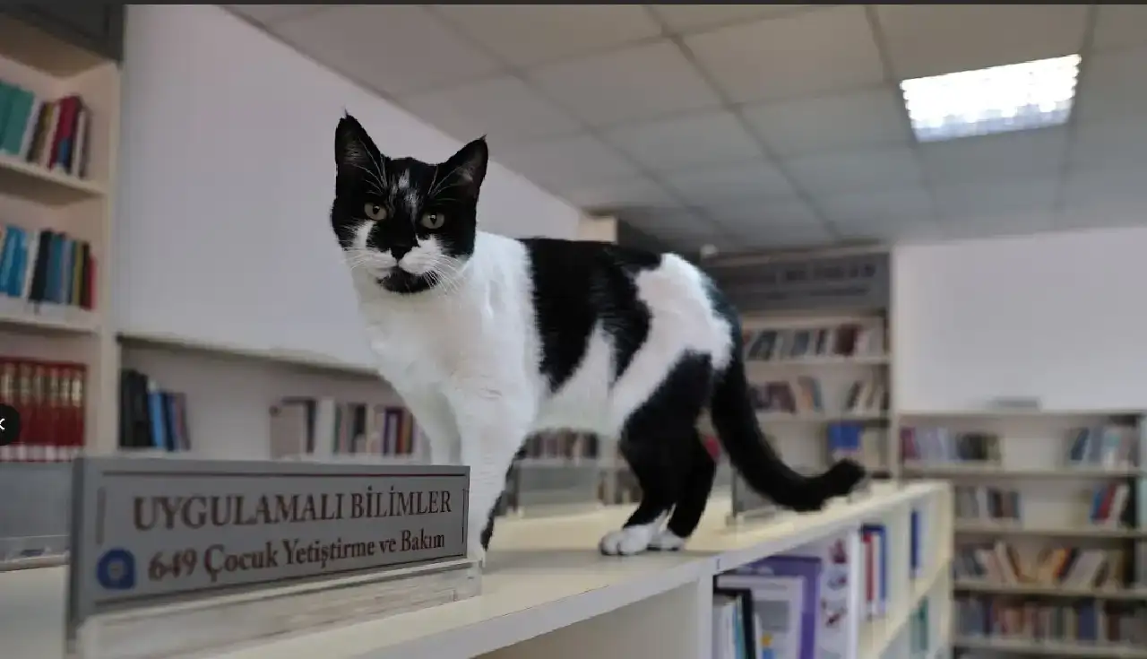 antalyadaki-kitapseverler-dikkat-bu-kutuphaneye-ugrayin