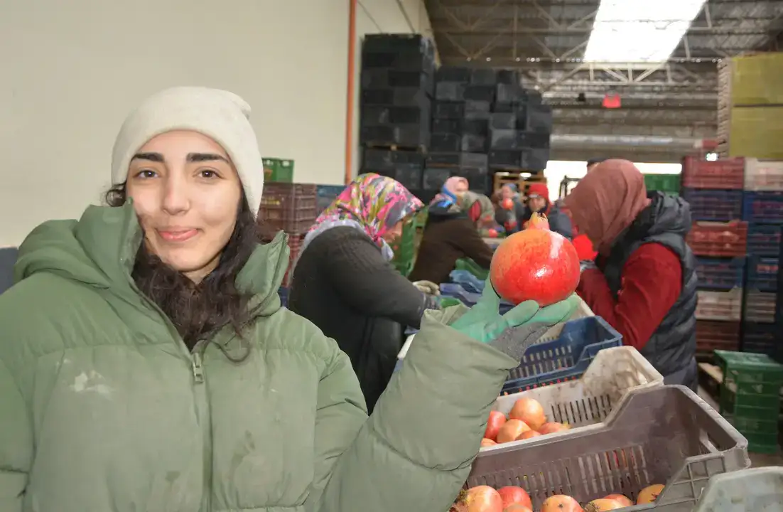 korkuteliden-nar-ihracati-basladi-rota-rusya-ve-ukrayna-aylik-350400-ton