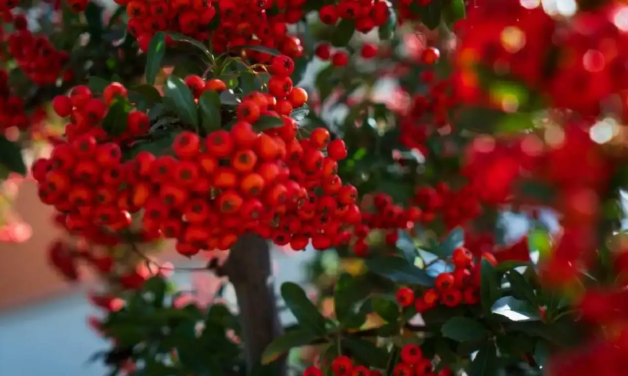 kokina-nasil-bakilir-suya-konur-mu-bakimi-nasil-yapilir4