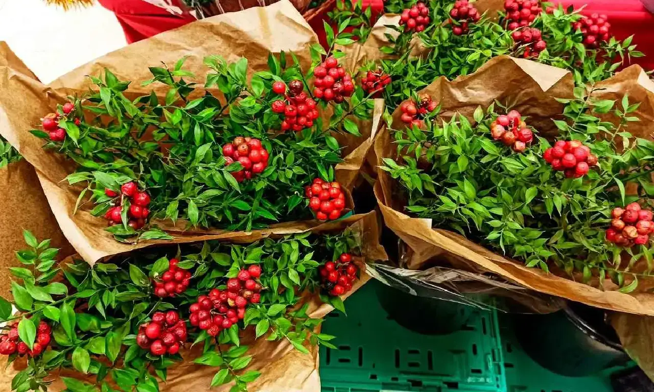 kokina-nasil-bakilir-suya-konur-mu-bakimi-nasil-yapilir554