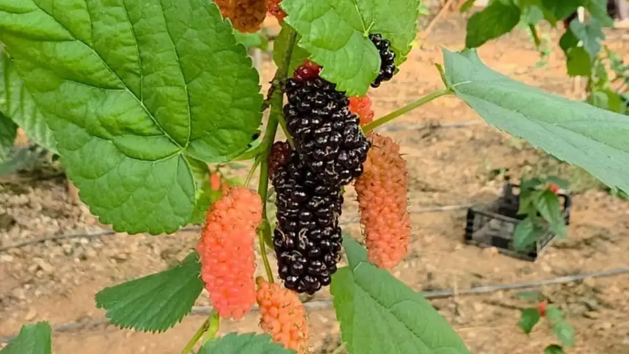 akdenizgercekaltin-gibi-gelir3