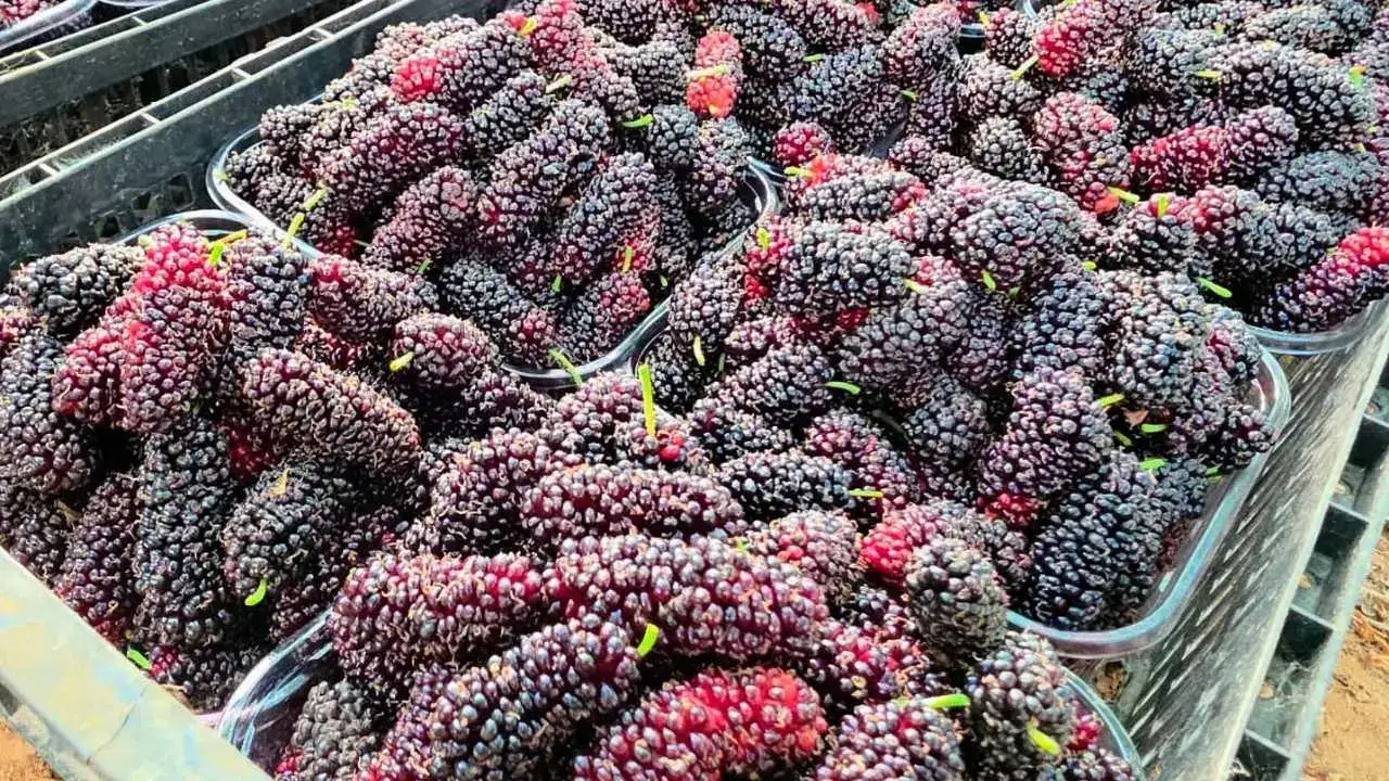 akdenizgercekaltin-gibi-gelir5