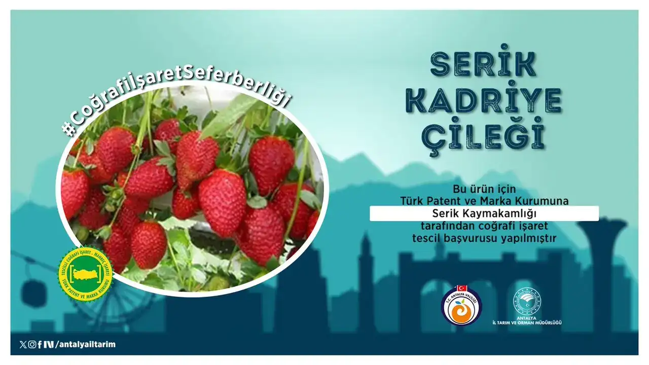 serik-kadriye-cilegi-cografi-isaret-tescil-yolunda
