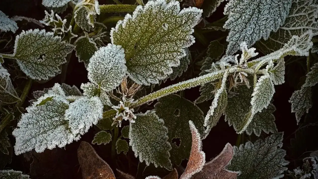 antalyada-zirai-don-alarmi-aksam-baslayacak