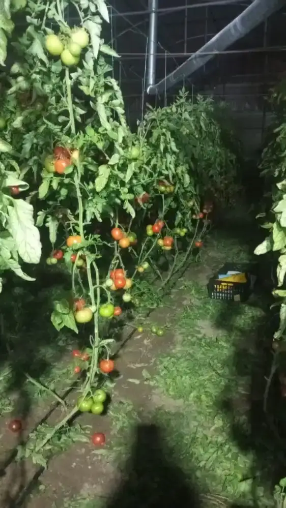 serikte-don-tehlikesine-karsi-sabaha-kadar-gitarla-nobet