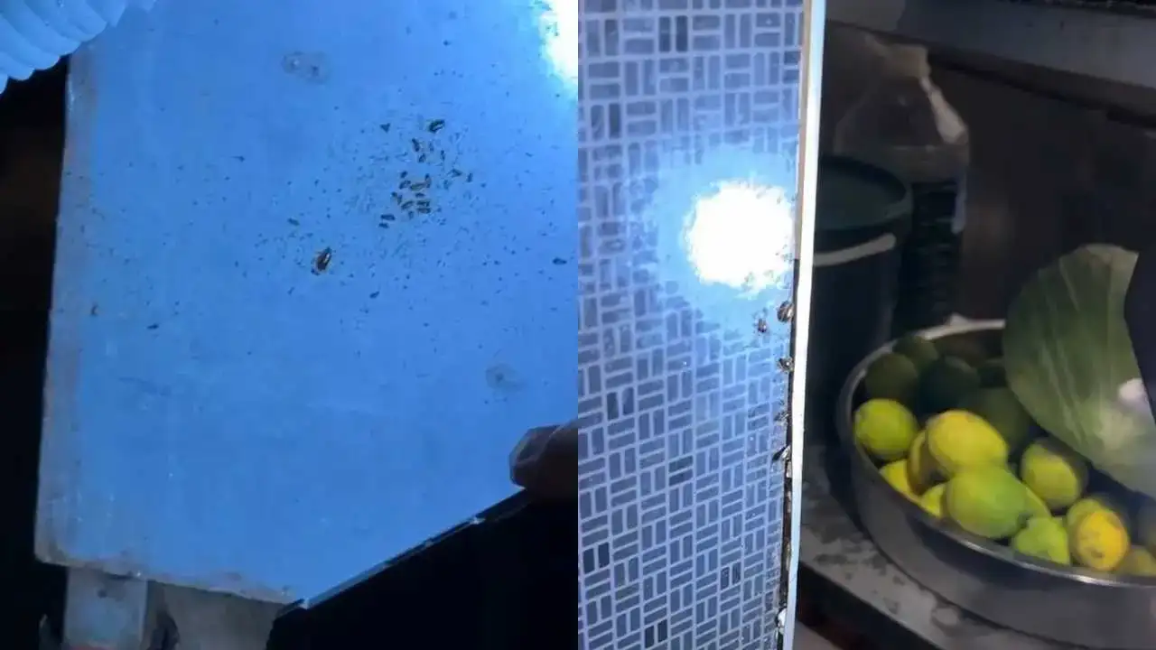 akdenizgercekyemek-katinda-2