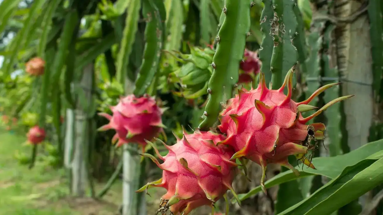 tropikal-guc-antalyada-ejder-meyvesi-icin-turk-patente-basvuru