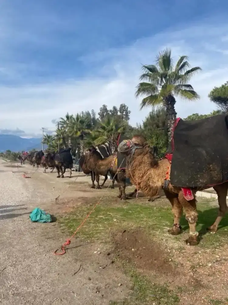 sap-yasagi-deve-gureslerini-durdurdu-antalya-deve-guresleri-iptal-edildi