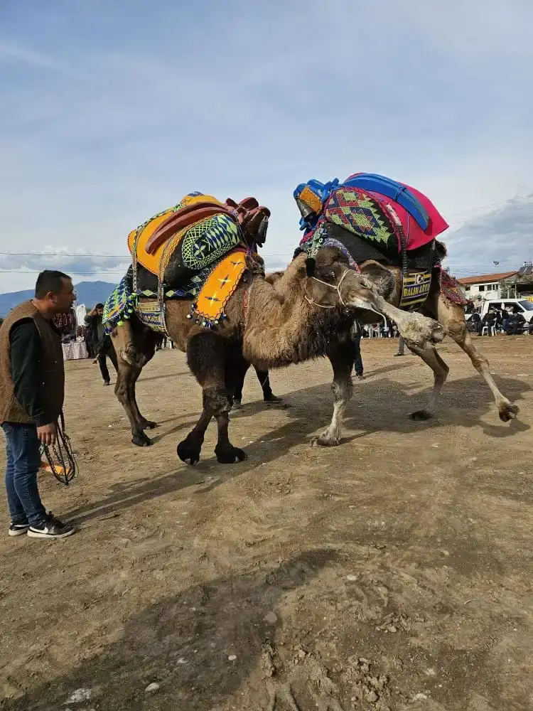 sap-yasagi-deve-gureslerini-durdurdu-antalya-deve-guresleri-iptal-edildi