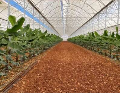 antalyada-muz-serasi-tartismasina-ziraat-odasindan-aciklama12