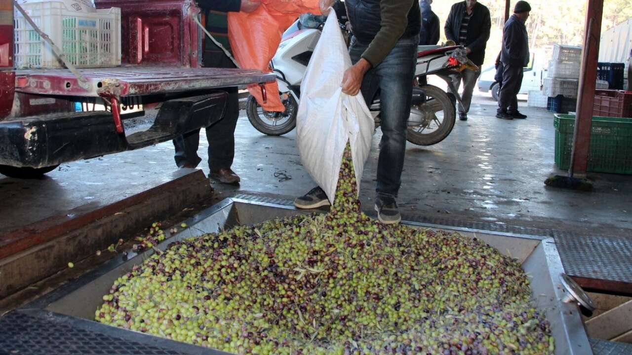 kumlucada-zeytinyagi-bereketi-2