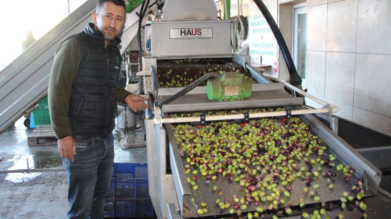 kumlucada-zeytinyagi-bereketi-3