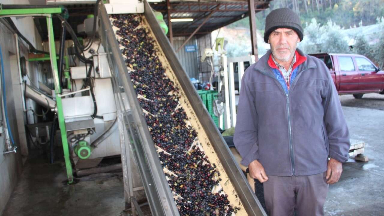 kumlucada-zeytinyagi-bereketi-4