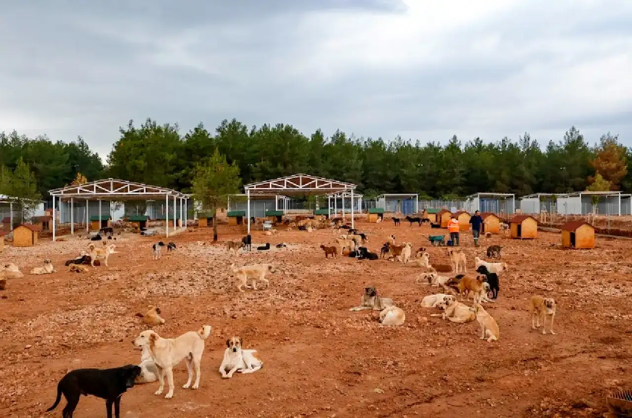 sokak-kopekleri-icin-turkiyenin-en-modern-merkezi-antalyada213324