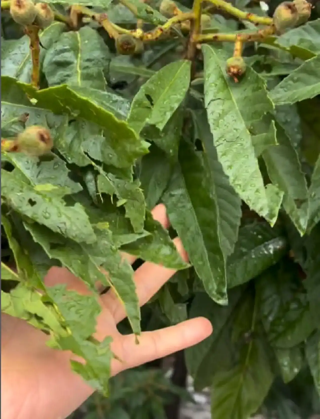 alanyada-ureticiyi-firtina-ve-dolu-vurdu-tablo-can-sikti3534