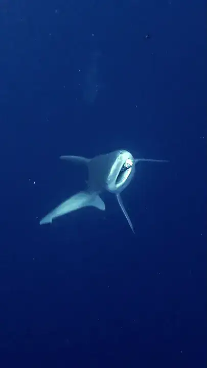 antalya-aciklarinda-3-metrelik-camgozle-burun-buruna-dalgiclar-kurtardi