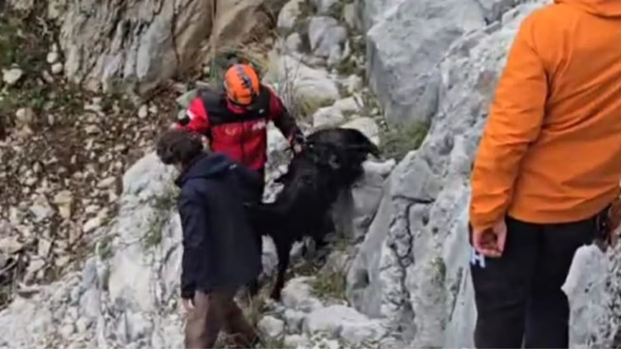 serikte-kurtarma-operasyonu-keciler-icin-seferberlik-3