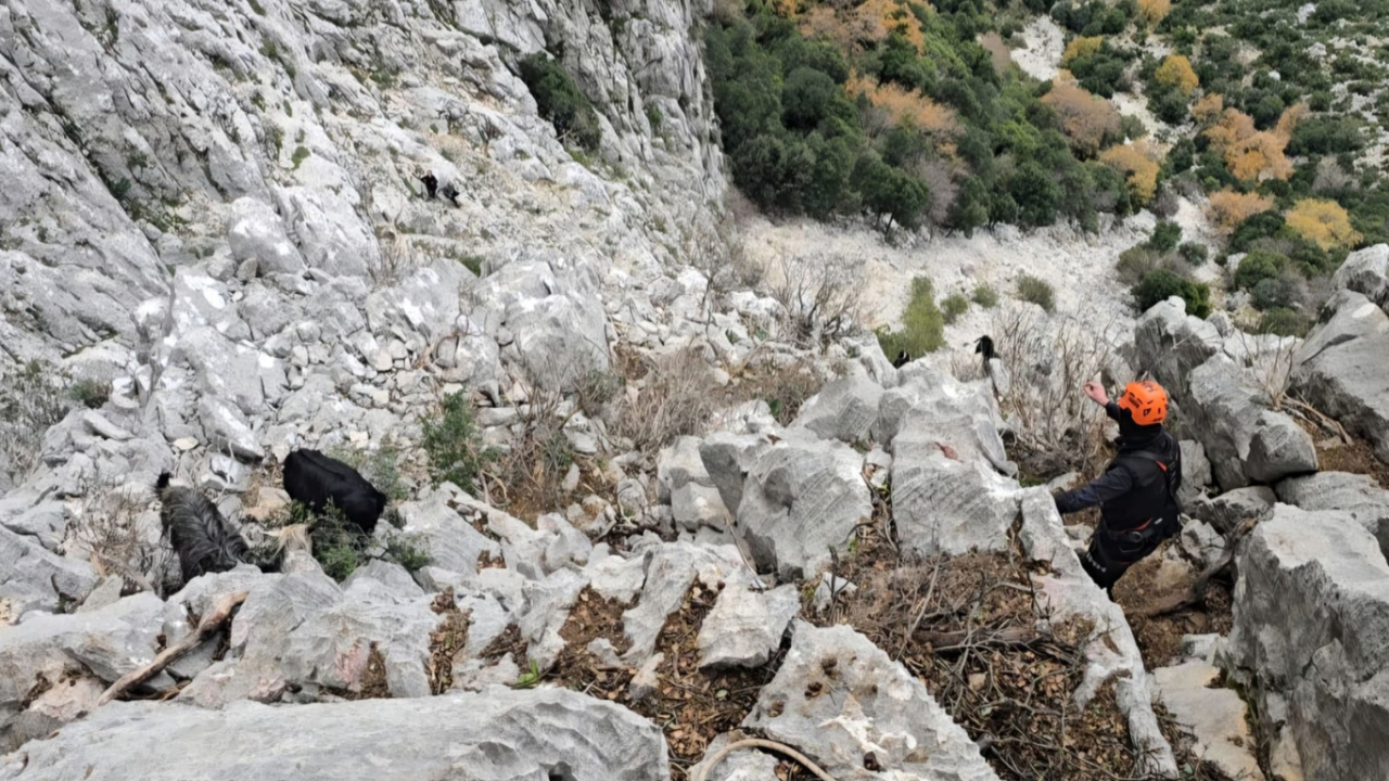 serikte-kurtarma-operasyonu-keciler-icin-seferberlik