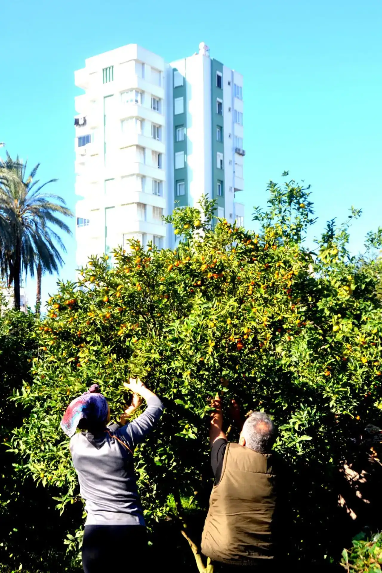 antalyanin-gizli-bahcesinde-hasat-basladi213423