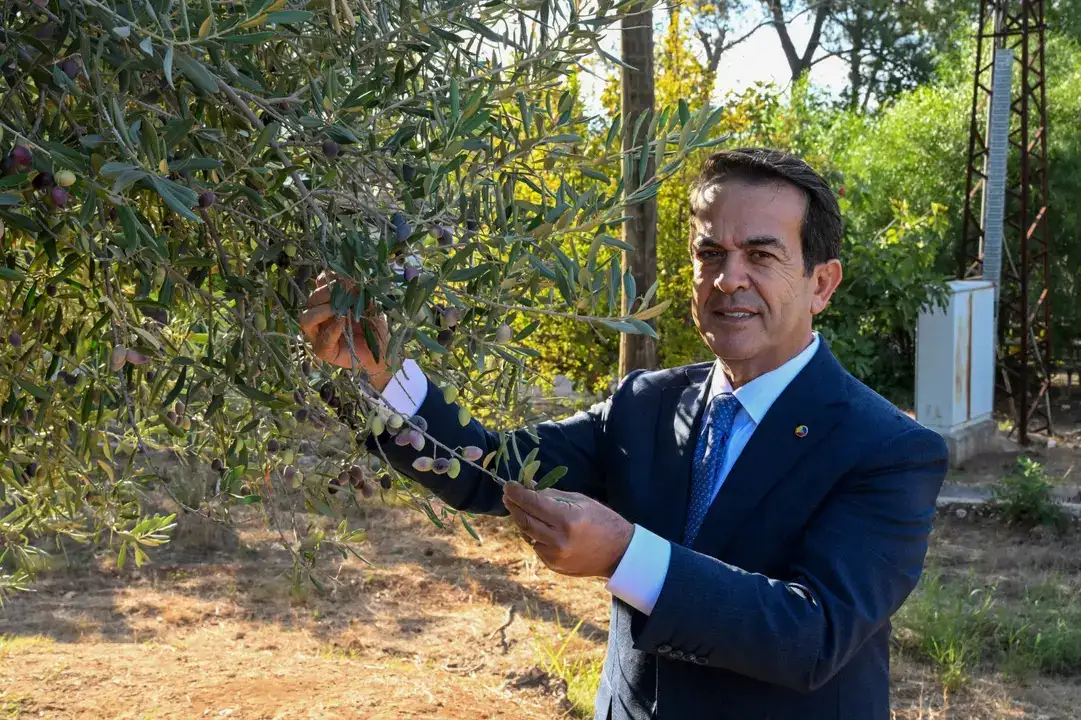 antalyada-zeytinyagi-icin-rekabet-basliyor-basvurularda-son-gun-15-ocak