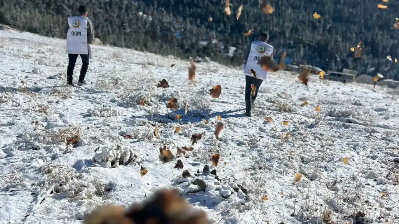 elmalida-sedir-tohumlari-toprakla-bulustu