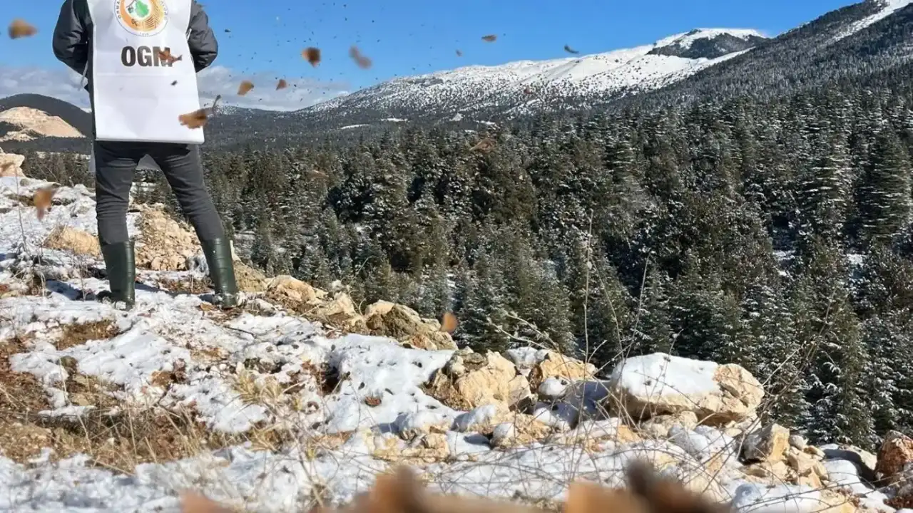 elmalida-sedir-tohumlari-toprakla-bulustu