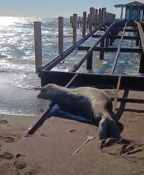 antalyada-nadir-goruntu-akdeniz-foku-serikte-sahile-cikti