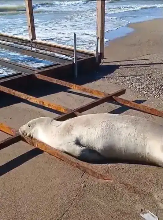 antalyada-nadir-goruntu-akdeniz-foku-serikte-sahile-cikti
