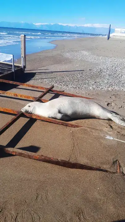 antalyada-nadir-goruntu-akdeniz-foku-serikte-sahile-cikti