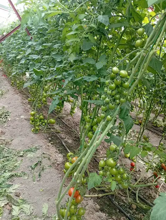 antalyada-seralara-yikim-karari-hasat-sonuna-ertelendi