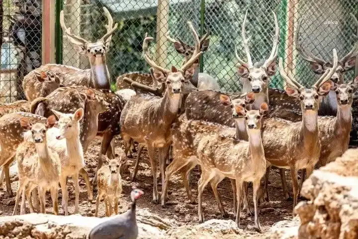 antalya-buyuksehir-belediyesi-dogal-yasamdaki-hayvanlari-satisa-cikardi
