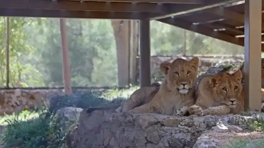 antalya-buyuksehir-belediyesi-dogal-yasamdaki-hayvanlari-satisa-cikardi