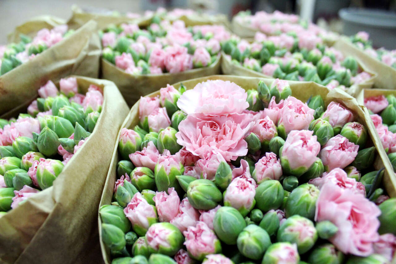 antalyada-cicek-acti-850-milyon-dalin-yuzde-75i-dunyada