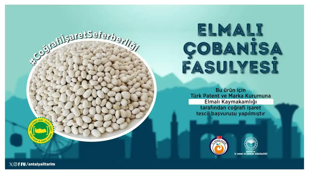 antalyanin-yayla-altini-cobanisa-fasulyesi-icin-tescil-basvurusu-yapildi