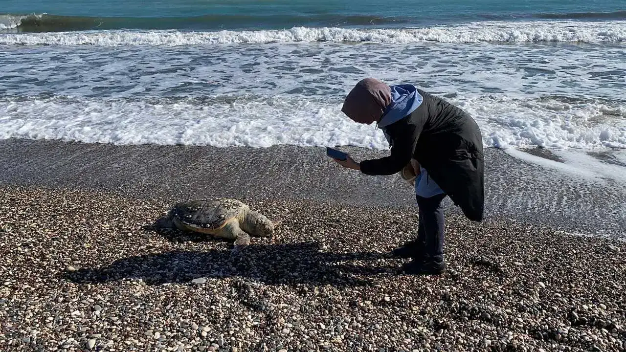 akdenizgercekcarettalar-kiyiya-2