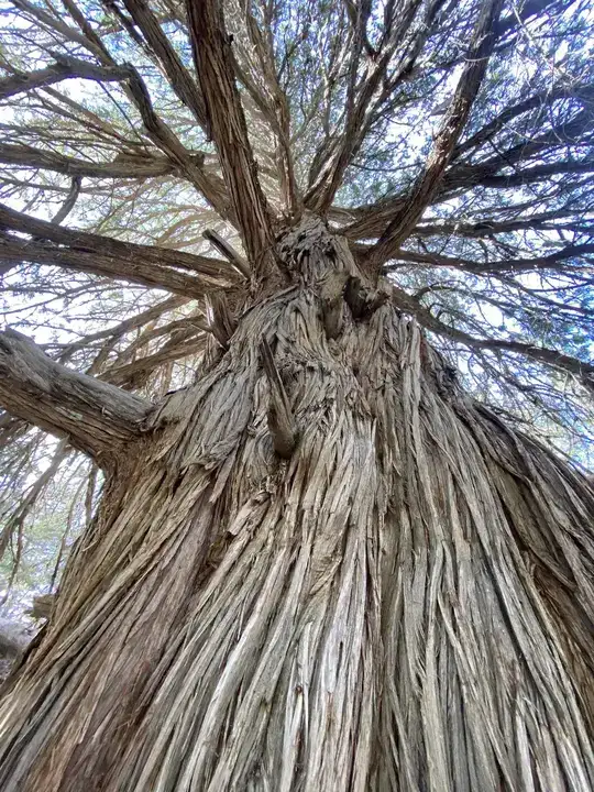 antalya-orman-bolgeden-998-yasindaki-sah-ardic-paylasimi