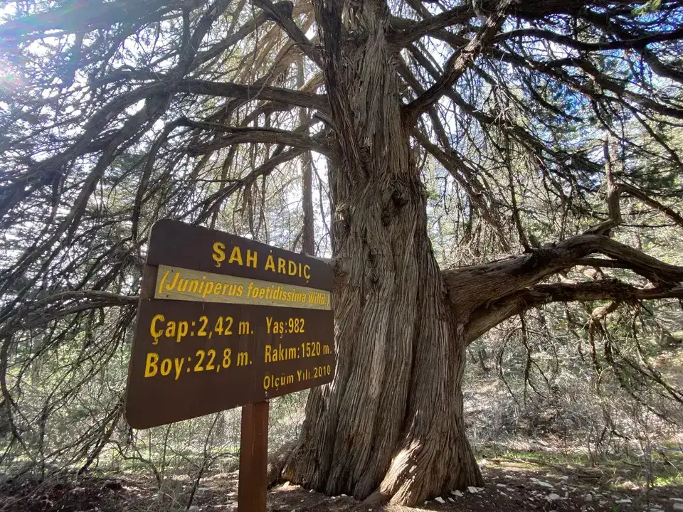 antalya-orman-bolgeden-998-yasindaki-sah-ardic-paylasimi