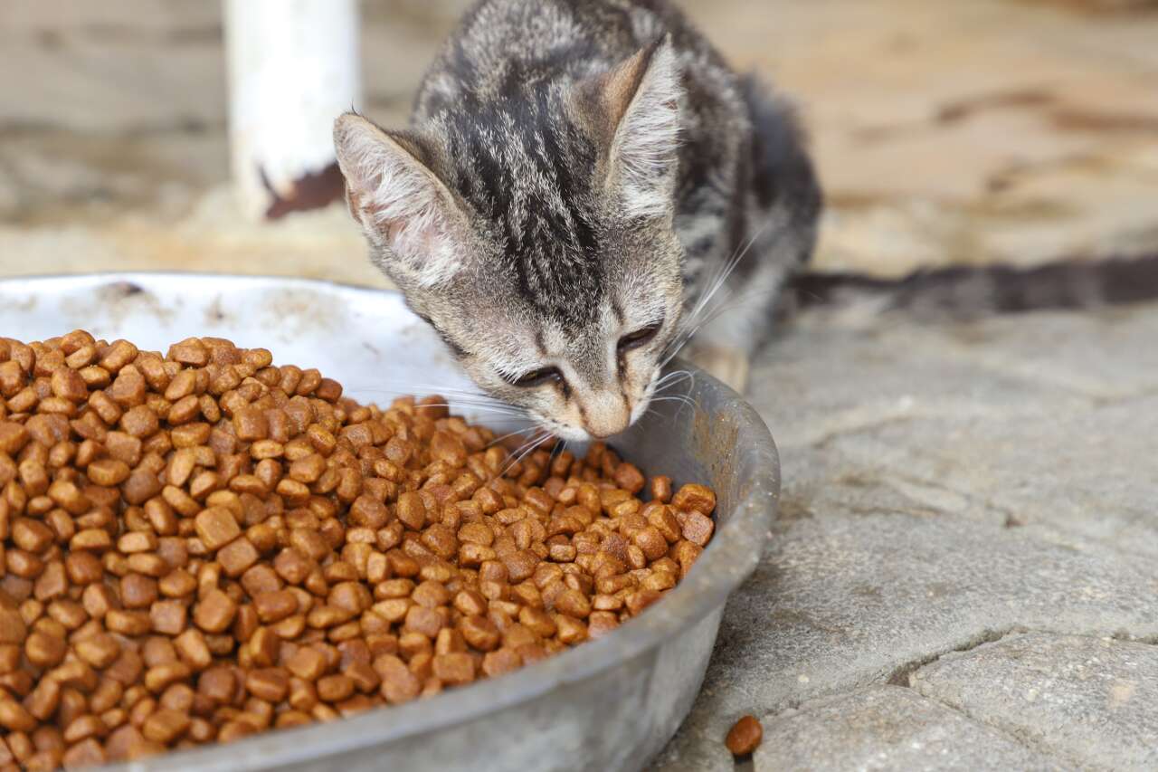 aksu-belediyesinden-sokak-hayvanlarina-destek