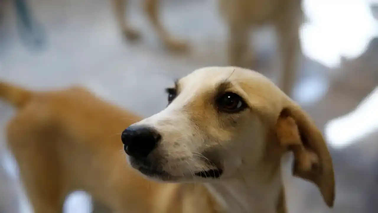 antalyada-petshop-sahiplerine-ucretsiz-sertifikali-egitimi