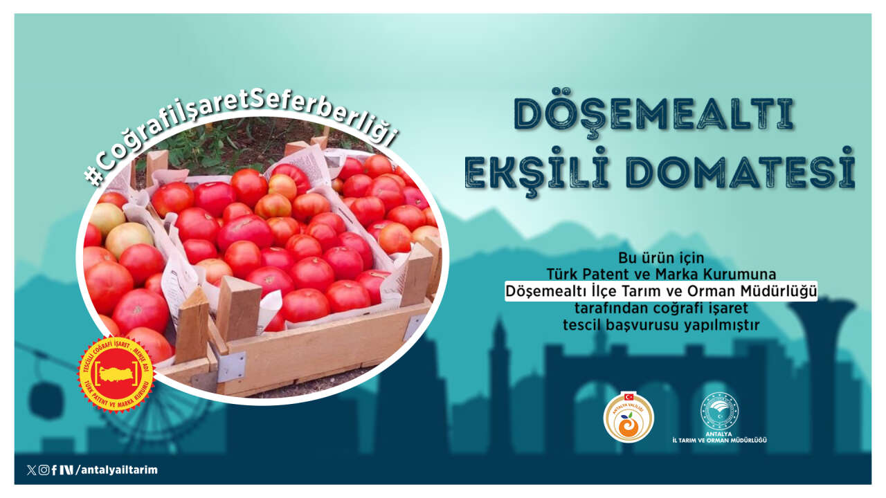 dosemealtinin-eksili-domatesi-tescil-yolunda