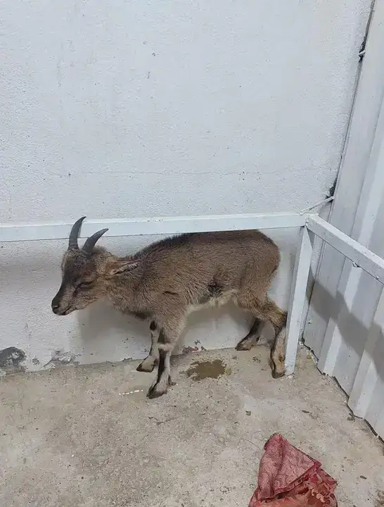 alanyada-hasta-yaban-kecisi-bulundu-klinige-ulastirildi