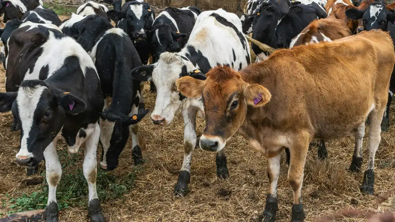 burdurda-sap-hastaligi-kontrol-altinda-hayvan-pazari-6-ay-sonra-acildi