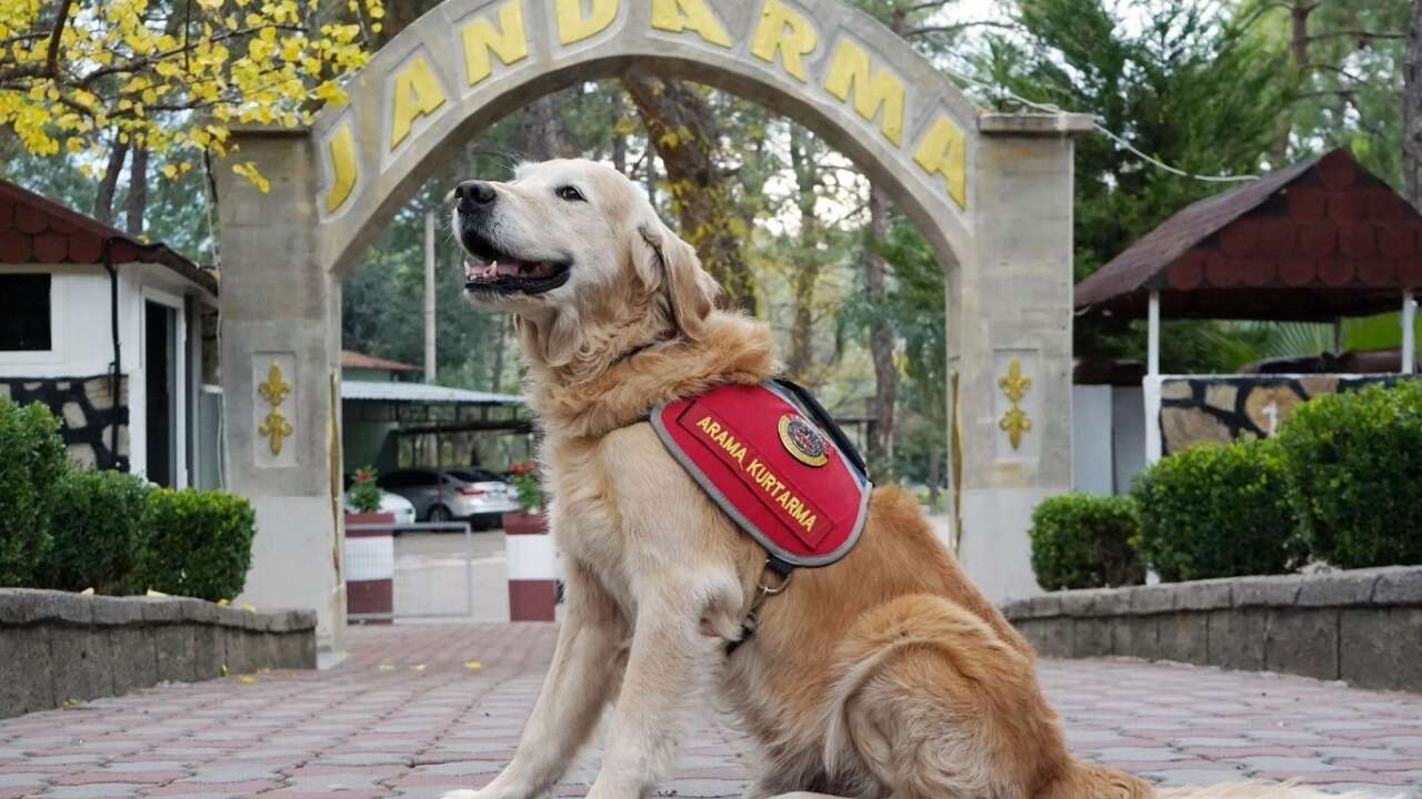 jak-kopeginden-hayata-dokunan-gorev