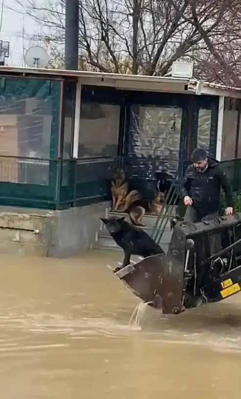 sel-sularinda-mahsur-kalan-4-kopek-is-makinesiyle-kurtarildi